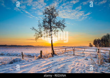 Einsamer Baum im Winter Landschaft mit schneebedeckten Felder und blauer Himmel in Drenthe, Niederlande Stockfoto