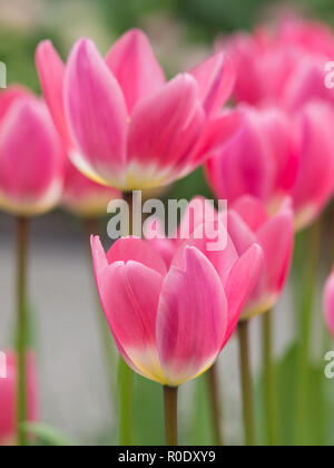 Pulsierende rosa Tulpen in voller Blüte im Keukenhof, der Niederlande Stockfoto