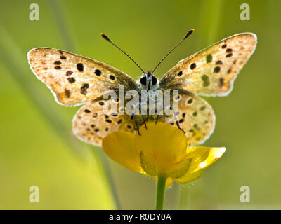 Sonne scheint durch die Flügel der Rußigen Kupfer Schmetterling (Lycaena tityrus) Aalen in der Sonne Stockfoto