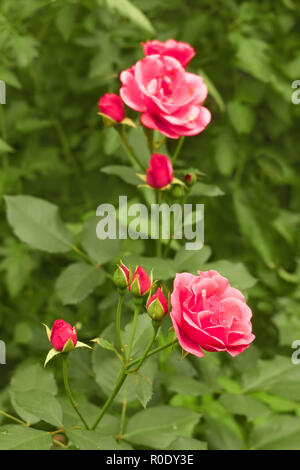 Rosa Rosen im Blumenbeet close-up Stockfoto