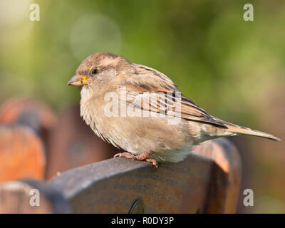 Weibliche Haussperling (Passer domesticus) auf der Rückseite eine Terrasse Stuhl Stockfoto