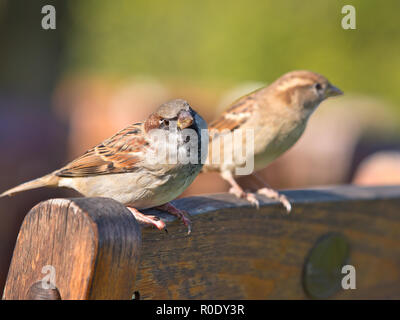 Paar Haussperling (Passer domesticus) auf der Rückseite eine Terrasse Stuhl Stockfoto