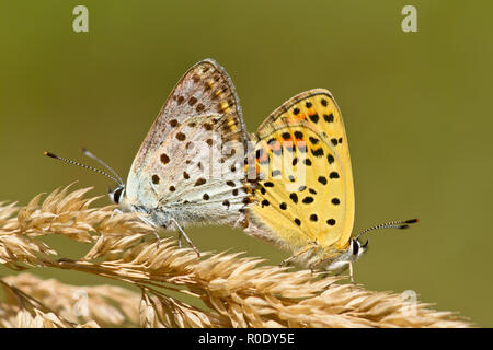 Passende Paar verrußte Kupfer Schmetterling (Lycaena tityrus) Stockfoto