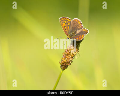 Verrußtes Kupfer Schmetterling (Lycaena tityrus) in einem Feld von Gras Stockfoto