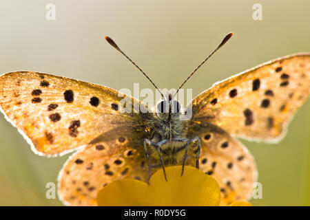 Sonne scheint durch die Flügel der Rußigen Kupfer Schmetterling (Lycaena tityrus) Aalen in der Sonne Stockfoto