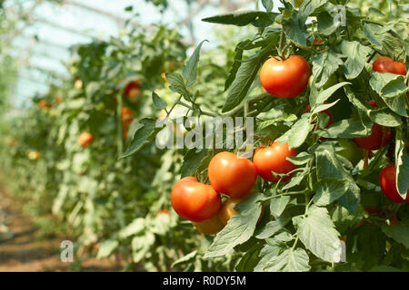 Bündel der roten Tomaten, Reifung im Gewächshaus Stockfoto