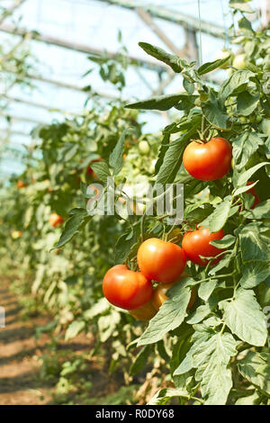 Quaste aus roten Tomaten, Reifung im Gewächshaus Stockfoto