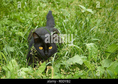 Junge schwarze Katze im Hinterhalt unter den grünen motley Gras im Freien Stockfoto