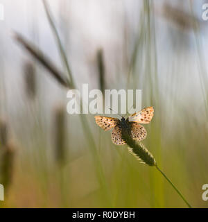 Sonne scheint durch die Flügel der Rußigen Kupfer Schmetterling (Lycaena tityrus) in einem Feld von Gras Stockfoto