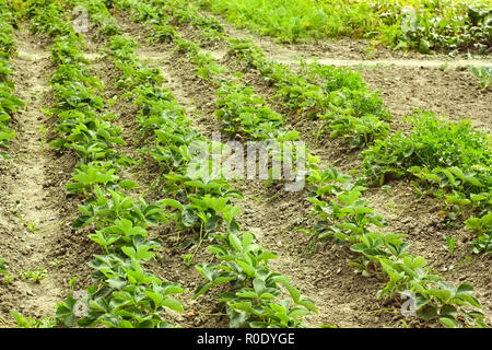 Reihen von grünen Erdbeere Pflanzen im Gemüsegarten gepflanzt Stockfoto