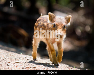 Junge Wildschwein (Sus scrofa) ist zu Fuß in der Sonne Stockfoto