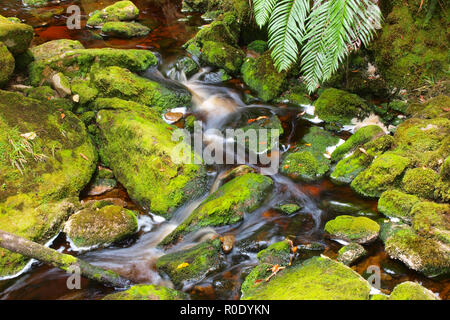 Fließendes Wasser aus einem Gebirgsbach zwischen bemoosten Steinen Stockfoto