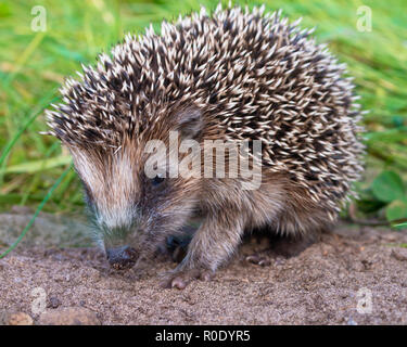 West europäischer Igel (Erinaceus europaeus), auf der Suche nach Essen Stockfoto