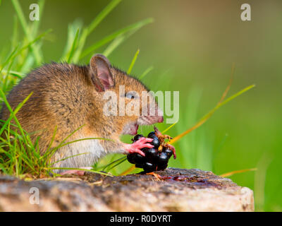 Wildes Holz Maus einen Bissen von einem Black Anmelden Seitenansicht Stockfoto