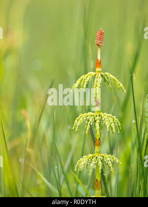 Holz Ackerschachtelhalm (Equisetum sylvaticum) in einem Gebiet mit geringer Tiefe Stockfoto