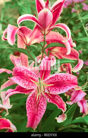 Große rosa Dekorative lily Blumen blühen auf der flower bed Stockfoto