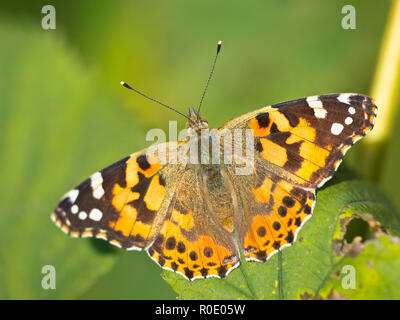 Distelfalter (Vanessa cardui) sitzen auf Blatt Stockfoto