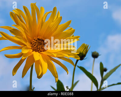 Herbst Sonnenblumen in der Blüte gegen den blauen Himmel Stockfoto