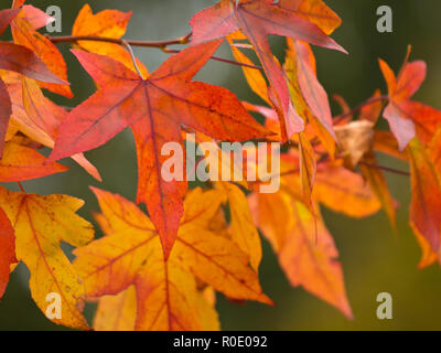 Bunte Blätter Stockfoto