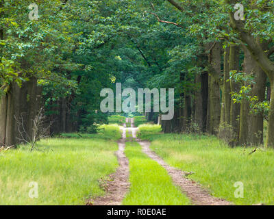 Lange Geraden Waldweg am Horizont verschwinden Stockfoto