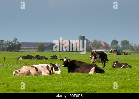 Kühe ruhen mit Bauernhof und Traktor im Hintergrund