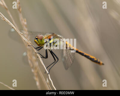 Dragonfly Ruhestätte auf Zweig Stockfoto