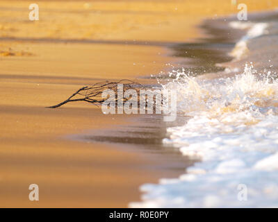 Das Surfen auf einem goldenen Sandstrand ist über treibholz zu decken Stockfoto