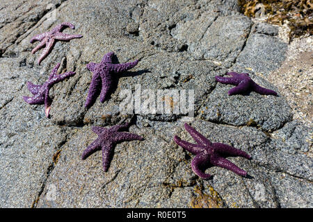 Sechs getrennt purpurroten Seestern auf einem Felsen bei Ebbe ist out, Konzept der Mangel von Team Haltung Stockfoto