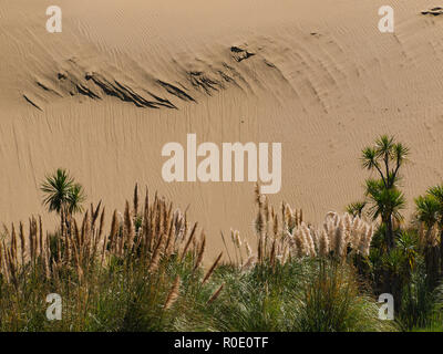 Sand dune im Hintergrund mit üppiger Vegetation vor Stockfoto