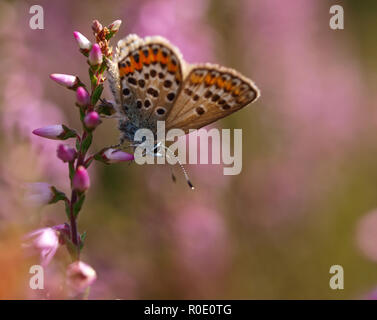 Kleiner Schmetterling (plebeius Argus) ruht auf Heide Stockfoto