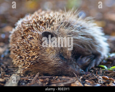 Junge juvenile Igel (Erinaceus europaeus) ist schlafen Stockfoto