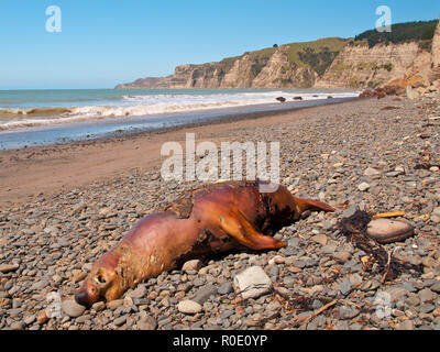 Tot Dichtung (Phocarctos hookeri) auf einem Kieselstrand in Neuseeland Stockfoto