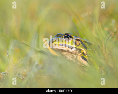 Wasserfrosch (Pelophylax esculentus) Späht aus Gras mit Morgentau Stockfoto