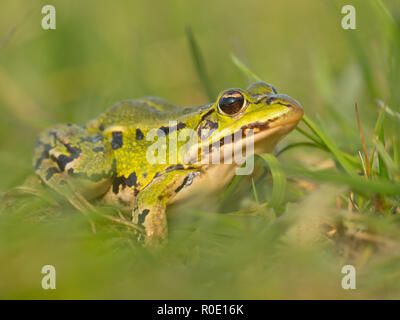 Wasserfrosch (Pelophylax Lessonae) unscharf Gras Feld Stockfoto