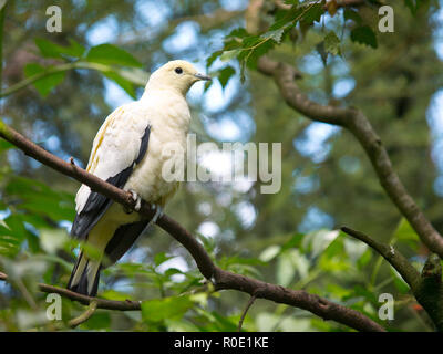 Die silberne Spitze Imperial Pigeon (Ducula luctuosa), auch bekannt als Die Weiße Spitze Imperial - Taube, ist eine relativ grosse Vogelart aus der Colu Stockfoto