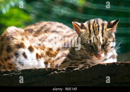 Wilde Katze liegend auf ein Protokoll in einem Zoo Stockfoto