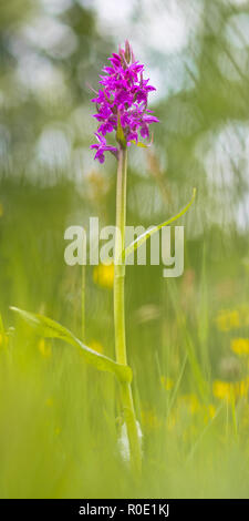 Western marsh Orchid (Dactylorhiza Majalis) Blühende in einem ökologischen Garten im Frühjahr Stockfoto