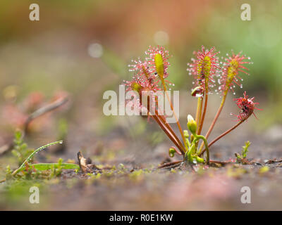 Länglich-leaved Sonnentau (Drosera intermedia) wächst in einer natürlichen bog Stockfoto