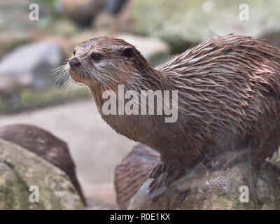 Eine orientalische Kleine Krallen Otter auf einem Stein saß Stockfoto