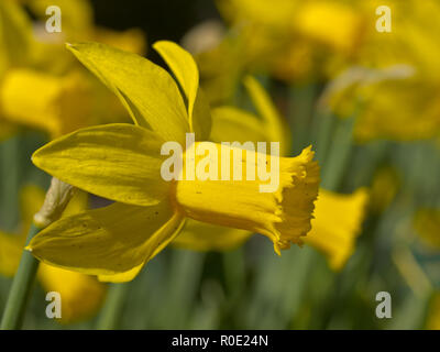 Nahaufnahme einer Blüte der blühenden Narzisse (Narcissus) Stockfoto