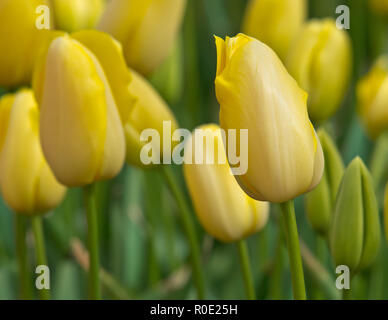 In der Nähe von yellow tulips in einem frischen Garten Stockfoto