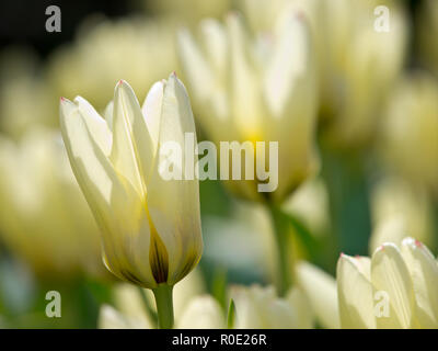 In der Nähe von Van bloeiende Tulpen in de bij Keukenhof Lisse Stockfoto