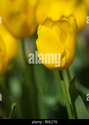 In der Nähe von Van bloeiende Tulpen in de bij Keukenhof Lisse Stockfoto