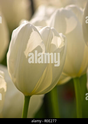 In der Nähe von Van bloeiende Tulpen in de bij Keukenhof Lisse Stockfoto