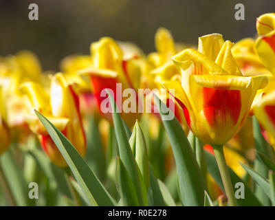 In der Nähe von Van bloeiende Tulpen in de bij Keukenhof Lisse Stockfoto