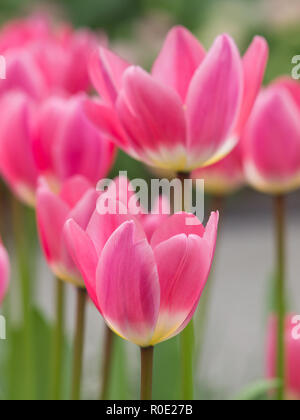 In der Nähe von Van bloeiende Tulpen in de bij Keukenhof Lisse Stockfoto