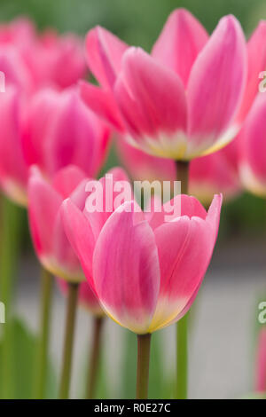 In der Nähe von Van bloeiende Tulpen in de bij Keukenhof Lisse Stockfoto