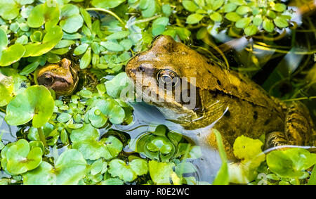 Ein Grasfrosch (Rana temporaria) und froglet durch frogbit Teich Unkraut in einem Garten Teich umgeben. Großbritannien