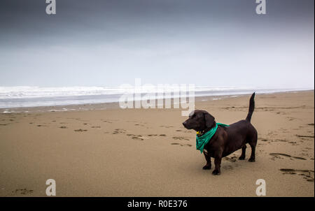 Schwarzer Hund auf einem sandigen Strand Stockfoto