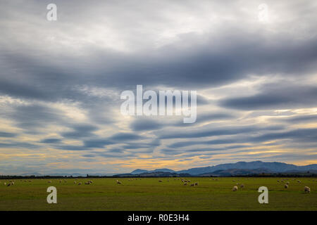 Verschiedene Wolken über einem ländlichen Landschaft Szene mit Schafe weiden Stockfoto